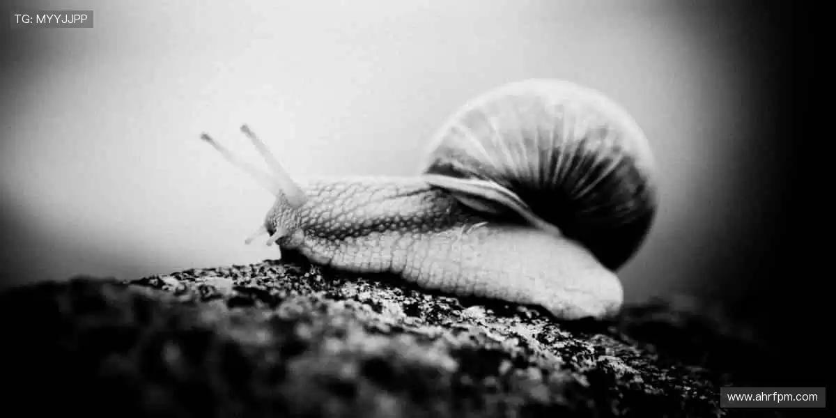 🎙️深度解读,冠军之路!🏆揭秘赛场背后的热血与汗水!